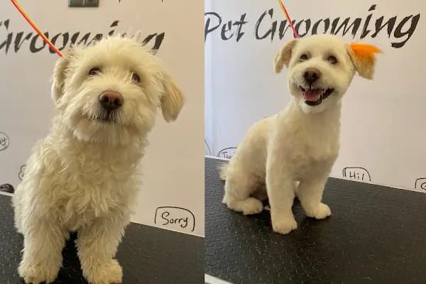 Pati Puff Pet Kuaför - Evcil Hayvan Kuaförü - İzmir Balçova