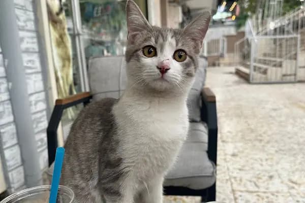 Ares Veteriner Kliniği - Veteriner - Gaziantep Şahinbey
