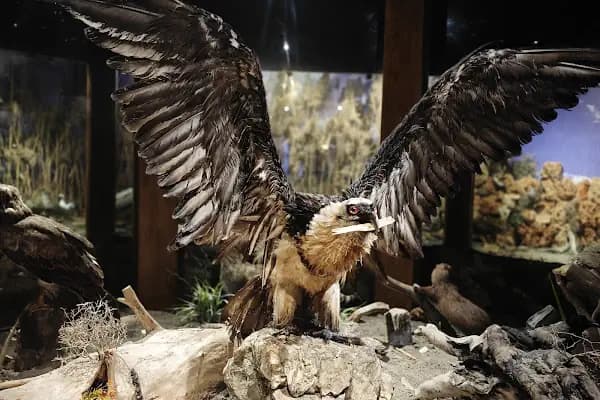Eskikaraağaç Köyü Yaban Hayatı ve Kuş Müzesi - Müze - Bursa Büyükorhan