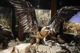 Eskikaraağaç Köyü Yaban Hayatı ve Kuş Müzesi