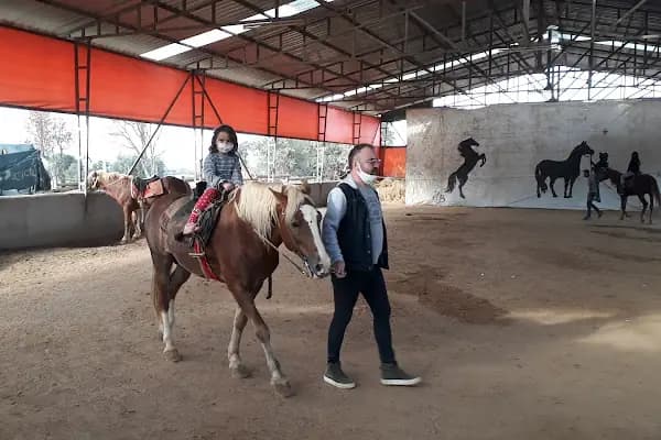 Abacı At Çiftliği - At Yetiştirme Çiftliği - Denizli Merkezefendi