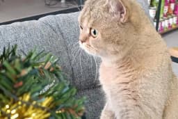 VET - ANKA Veteriner Kliniği ŞEHİTKAMİL İBRAHİMLİ