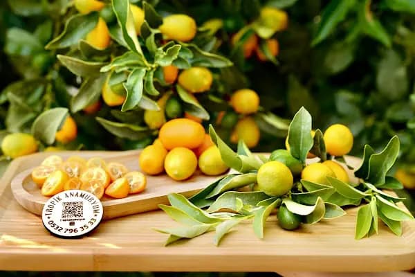 Tropik Anamuryum - Meyve Toptancısı - Mersin Akdeniz