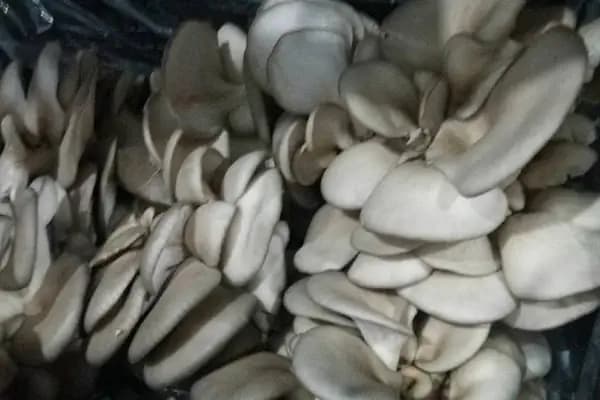 Anamur İstiridye Mantarcılık - Gıda Ürünleri Tedarikçisi - Mersin Akdeniz