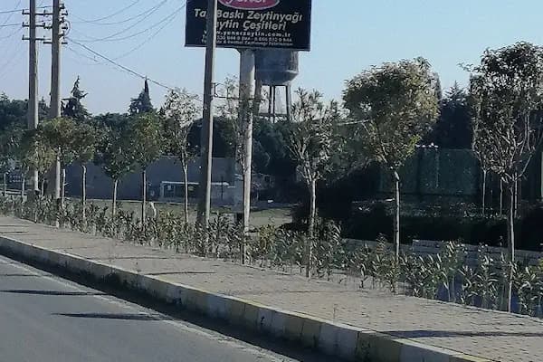 Yener Taşbaskı Zeytinyağı Fabrika Satış Noktası. - Doğal Gıda Satış Yeri - İzmir Bayındır