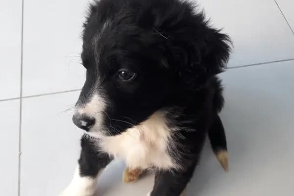 İnka Veteriner Kliniği - Acil Durum Veterinerlik Hizmeti - Bursa Nilüfer