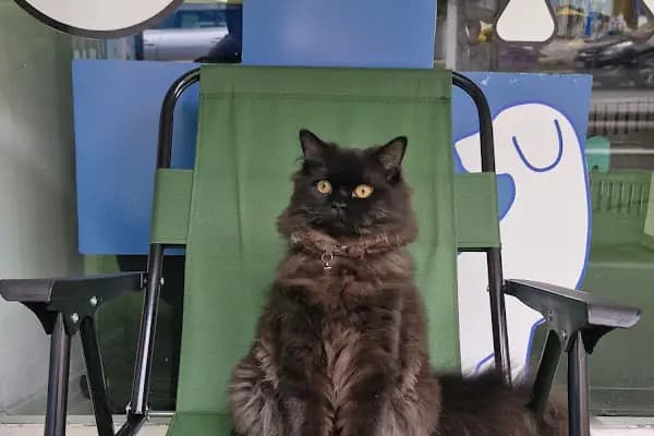 Lavin Mamak Veteriner Kliniği - Veteriner - Ankara Yenimahalle