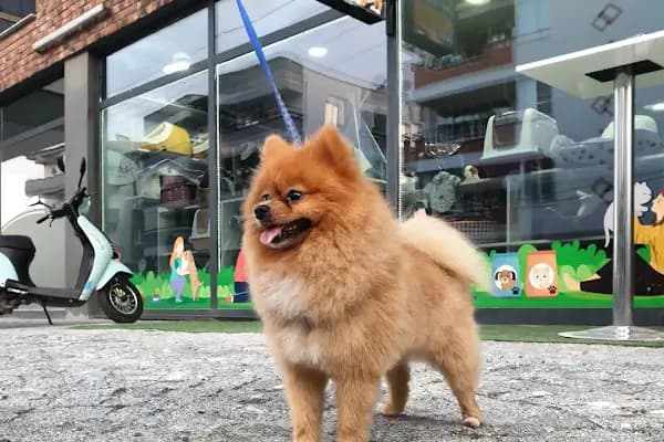 Duman Pet Kuaför / Shop - Evcil Hayvan Kuaförü - Balıkesir Karesi