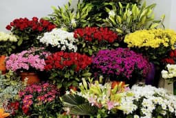 Amore Flowers