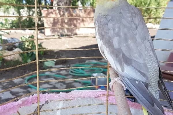 HAZAL PETSHOP - Mağaza - Bursa Büyükorhan