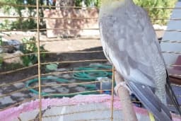 HAZAL PETSHOP
