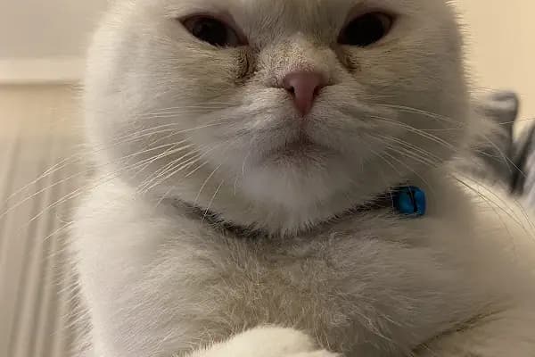 AkçaPet Veteriner Kliniği - Veteriner - Balıkesir Edremit
