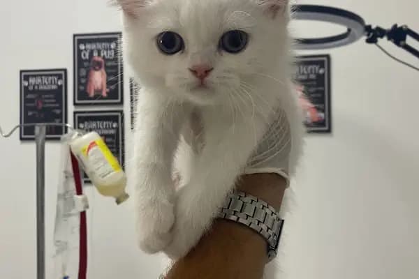 Egem Veteriner Kliniği - Veteriner - İzmir Buca