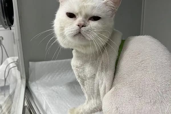 Adana Albatros Veteriner Kliniği - Veteriner - Adana Çukurova