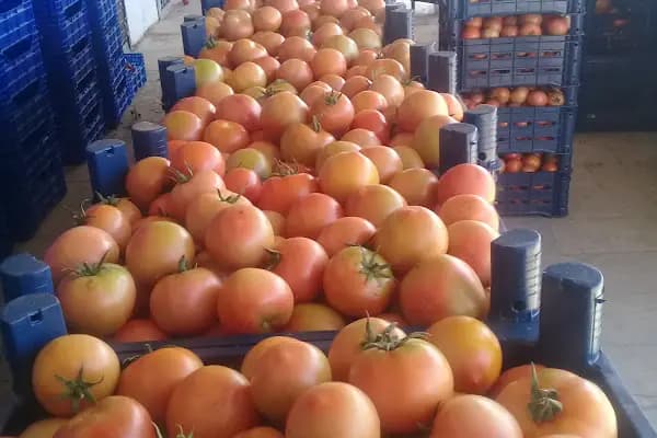 Torun Sebze Meyve - Mağaza - Antalya Elmalı
