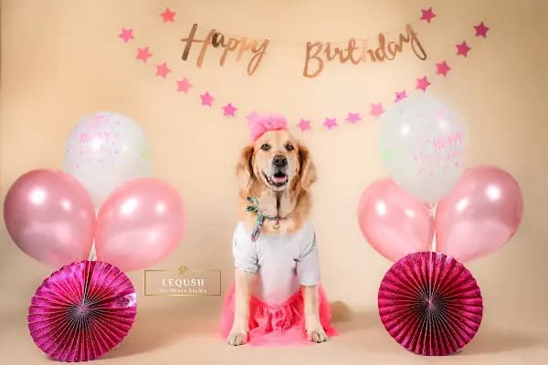 Leqush Pet Photo Studio - Fotoğraf Stüdyosu - İstanbul Ataşehir