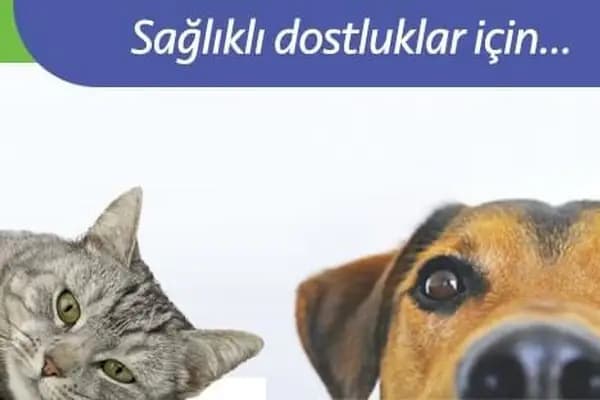 Di-Vet Veteriner Kliniği - Veteriner - İzmir Balçova