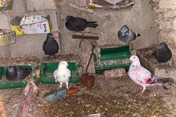 Yörük oglu tarım ve hayvancılık - Hayvanat Bahçesi - Kayseri Kocasinan