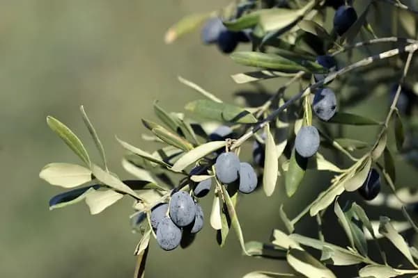 Murat Zeytin Tarım - Gübre Tedarikçisi - Bursa Gürsu