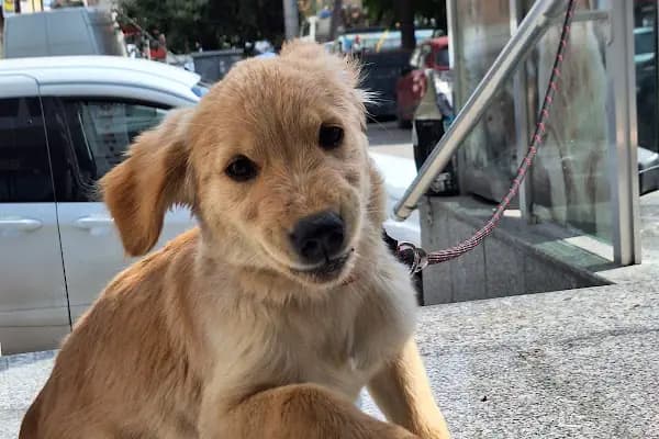 İnci Veteriner Kliniği ‍ ‍ - Veteriner - Konya Hüyük