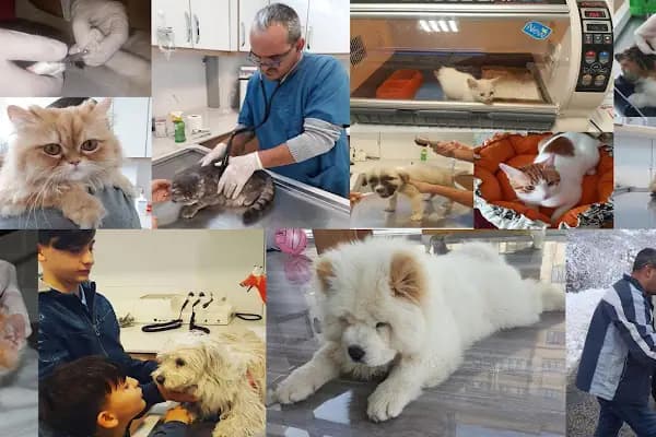 Artemis Veteriner Kliniği - Veteriner - Bursa Nilüfer