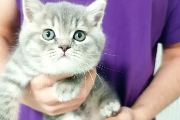 Aydın Güven Veteriner Kliniği - Veteriner - Aydın Efeler
