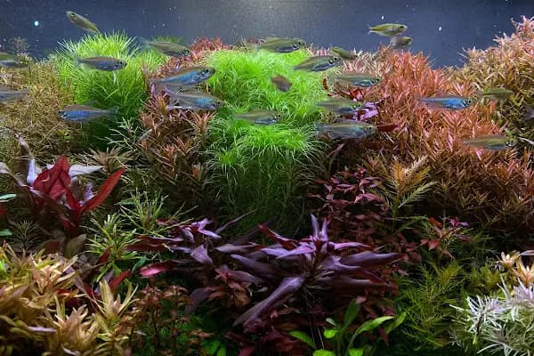 Adtalos Aquascaping Shop - Evcil hayvan mağazası - Antalya Alanya