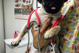 Puppy Veteriner Kliniği