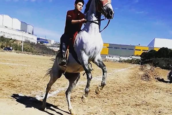 Çayırova Belediyesi Binicilik Tesisi ve Cirit Alanı - Binicilik Parkuru - Kocaeli Kartepe