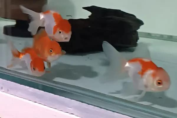 Aliağa Ünlü Akvaryum Pet Shop - Evcil hayvan mağazası - İzmir Bayraklı