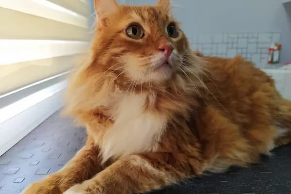 Cat &amp; Dog Veteriner Kliniği - Veteriner - İzmir Bayraklı