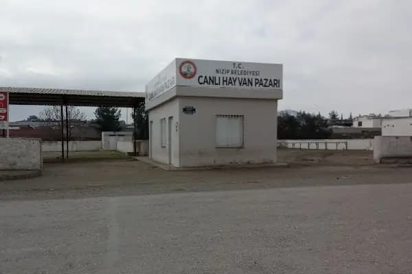 Canlı Hayvan Pazarı - Pazar - Gaziantep Nizip
