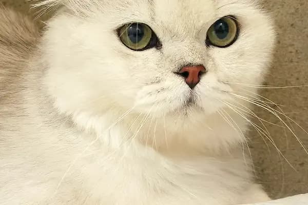 PETKİNG VETERİNER KLİNİĞİ DİYARBAKIR 7/24 ACİL - Acil Durum Veterinerlik Hizmeti - Diyarbakır Kayapınar