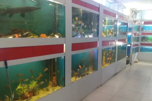 Aleyna Akvaryum Petshop Sincan - Akvaryum - Ankara Sincan