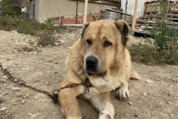 EMREOĞLU VETERİNER KLİNİĞİ