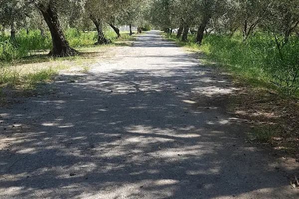 Zeytincilik Araştırma Enstitüsü Müdürlüğü - Devlet Dairesi - İzmir Bayındır