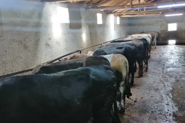 Çınar Besicilik Ve Kurbanlık - Üretici - Ankara Akyurt