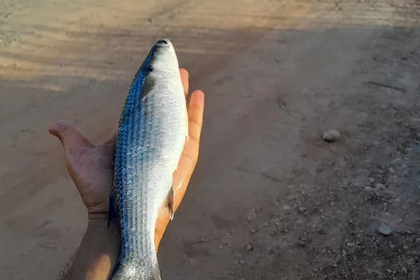 Kefal avi - Turistik Yer - Antalya Demre