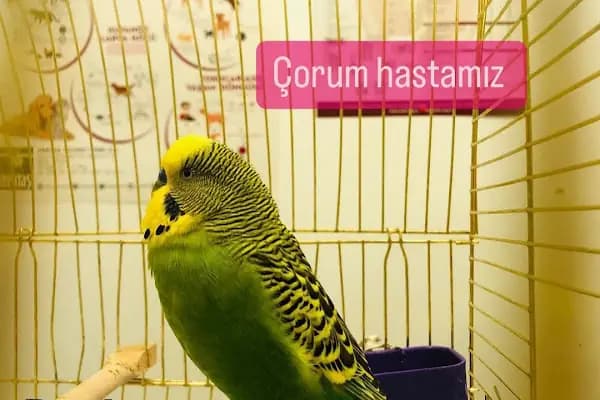 İHSAN ÖZER VETERİNER KLİNİĞİ -Kuş -Kedi -Köpek- Ankara kuş veterineri - Keçiören veteriner kliniği - Veteriner - Ankara Keçiören