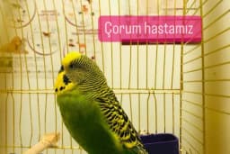 İHSAN ÖZER VETERİNER KLİNİĞİ -Kuş -Kedi -Köpek- Ankara kuş veterineri - Keçiören veteriner kliniği