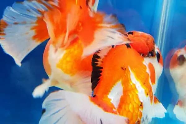 BERK ALP PETSHOP AKVARYUM - Akvaryum Mağazası - Balıkesir Altıeylül