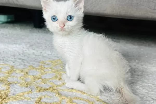 Esenyurt Best Vet Veteriner Kliniği 7/24 - Veteriner - İstanbul Küçükçekmece