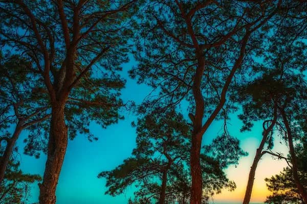 Alanya Kamping &amp; Karavan - Kamp Alanı - Antalya Alanya