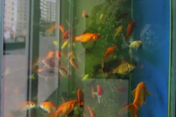Seda Akvaryum &amp; Pet Shop - Evcil hayvan mağazası - Diyarbakır Bağlar