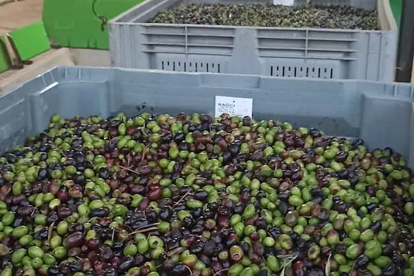 Bağcı Zeytinyağı Fabrikası - Üretici - Bursa Gemlik