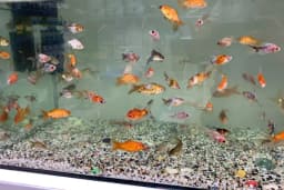 LİVAMİR PETSHOP AKVARYUM