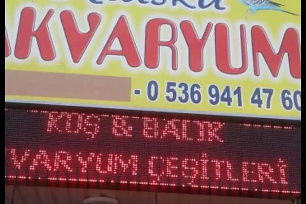 Konya sancak kosova mah alaska pet shop - Evcil hayvan mağazası - Konya Akşehir