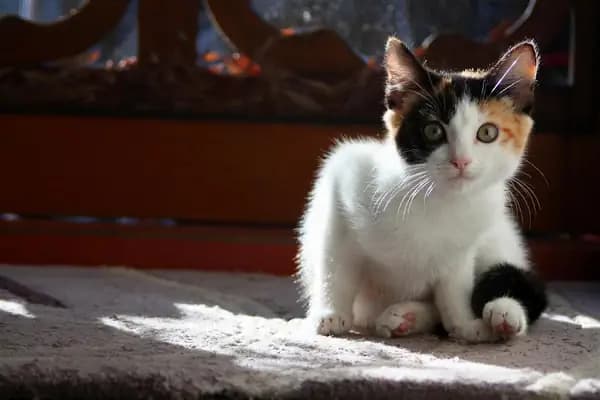 Yeşilköy Pet Care Veteriner Kliniği - Veteriner - İstanbul Bakırköy