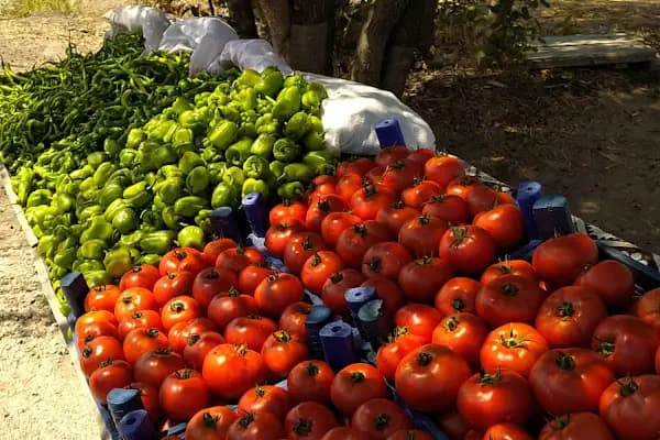 Fevzi’nin Bahçesi - Pazar - Ankara Altındağ
