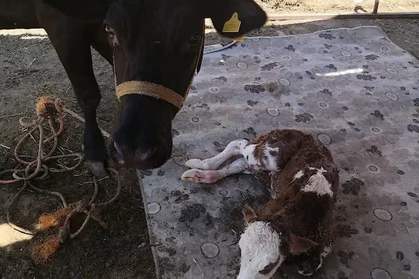 Özkaralar Veteriner Kliniği - Veteriner İlaçları - Diyarbakır Bağlar